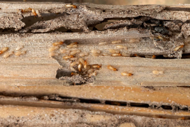 Wildlife Control Services in Winthrop, IA