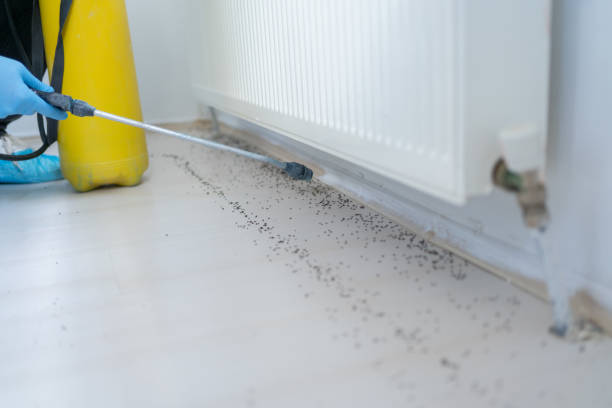 Best Termite Control Services  in Winthrop, IA